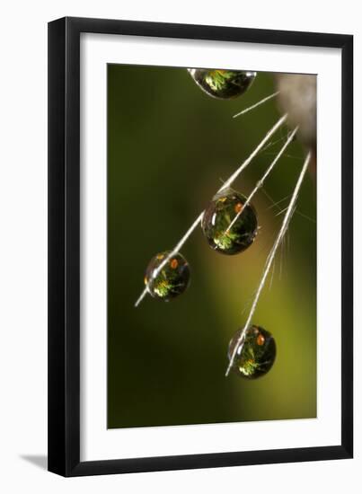 California. Dandelion and Water Droplets-Jaynes Gallery-Framed Photographic Print