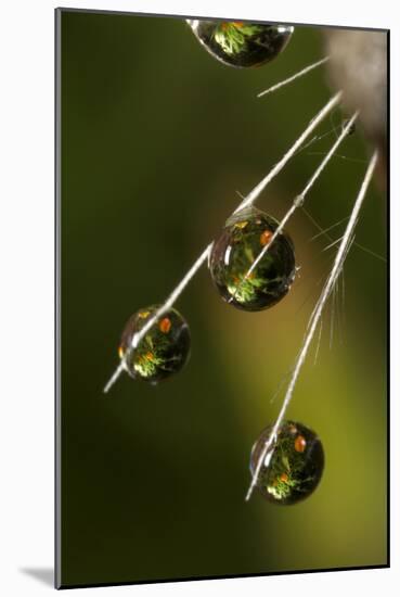 California. Dandelion and Water Droplets-Jaynes Gallery-Mounted Photographic Print