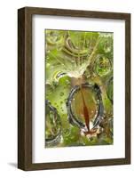 California. Dandelion and Water Droplets-Jaynes Gallery-Framed Photographic Print