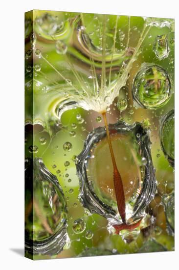 California. Dandelion and Water Droplets-Jaynes Gallery-Stretched Canvas