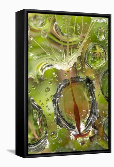 California. Dandelion and Water Droplets-Jaynes Gallery-Framed Stretched Canvas