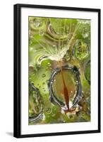 California. Dandelion and Water Droplets-Jaynes Gallery-Framed Photographic Print