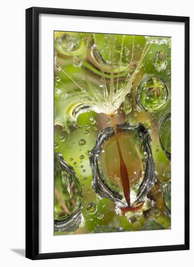 California. Dandelion and Water Droplets-Jaynes Gallery-Framed Photographic Print