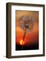 California. Dandelion at Sunset-Jaynes Gallery-Framed Photographic Print