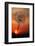 California. Dandelion at Sunset-Jaynes Gallery-Framed Photographic Print