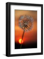 California. Dandelion at Sunset-Jaynes Gallery-Framed Photographic Print