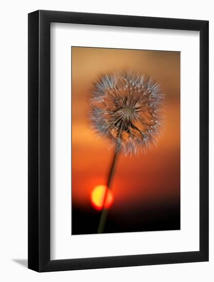 California. Dandelion at Sunset-Jaynes Gallery-Framed Photographic Print