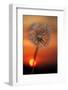 California. Dandelion at Sunset-Jaynes Gallery-Framed Photographic Print