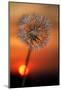 California. Dandelion at Sunset-Jaynes Gallery-Mounted Photographic Print