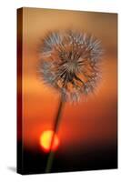 California. Dandelion at Sunset-Jaynes Gallery-Stretched Canvas