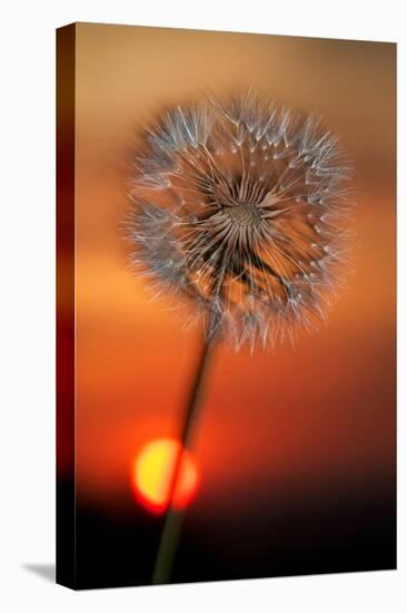 California. Dandelion at Sunset-Jaynes Gallery-Stretched Canvas