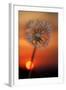 California. Dandelion at Sunset-Jaynes Gallery-Framed Photographic Print