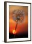 California. Dandelion at Sunset-Jaynes Gallery-Framed Photographic Print