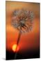 California. Dandelion at Sunset-Jaynes Gallery-Mounted Photographic Print