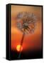 California. Dandelion at Sunset-Jaynes Gallery-Framed Stretched Canvas