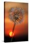 California. Dandelion at Sunset-Jaynes Gallery-Stretched Canvas