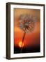 California. Dandelion at Sunset-Jaynes Gallery-Framed Photographic Print