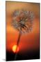 California. Dandelion at Sunset-Jaynes Gallery-Mounted Photographic Print