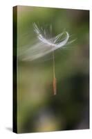 California. Dandelion Blowing in the Wind-Jaynes Gallery-Stretched Canvas