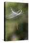 California. Dandelion Blowing in the Wind-Jaynes Gallery-Stretched Canvas