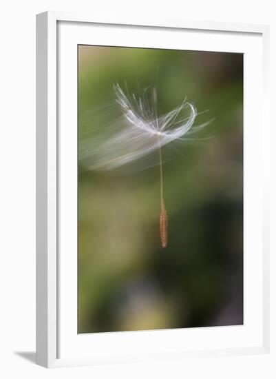 California. Dandelion Blowing in the Wind-Jaynes Gallery-Framed Photographic Print