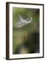 California. Dandelion Blowing in the Wind-Jaynes Gallery-Framed Photographic Print