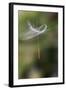 California. Dandelion Blowing in the Wind-Jaynes Gallery-Framed Photographic Print