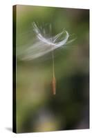 California. Dandelion Blowing in the Wind-Jaynes Gallery-Stretched Canvas