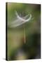 California. Dandelion Blowing in the Wind-Jaynes Gallery-Stretched Canvas