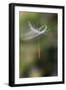 California. Dandelion Blowing in the Wind-Jaynes Gallery-Framed Photographic Print