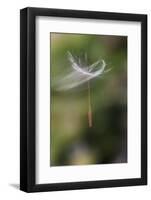 California. Dandelion Blowing in the Wind-Jaynes Gallery-Framed Photographic Print