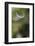 California. Dandelion Blowing in the Wind-Jaynes Gallery-Framed Photographic Print