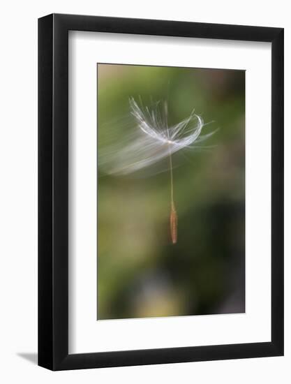 California. Dandelion Blowing in the Wind-Jaynes Gallery-Framed Photographic Print