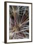 California. Dandelion Close-Up-Jaynes Gallery-Framed Photographic Print