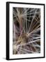 California. Dandelion Close-Up-Jaynes Gallery-Framed Photographic Print