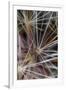 California. Dandelion Close-Up-Jaynes Gallery-Framed Photographic Print