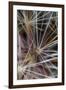 California. Dandelion Close-Up-Jaynes Gallery-Framed Photographic Print