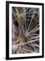 California. Dandelion Close-Up-Jaynes Gallery-Framed Photographic Print