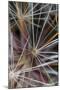 California. Dandelion Close-Up-Jaynes Gallery-Mounted Photographic Print