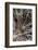 California. Dandelion Close-Up-Jaynes Gallery-Framed Photographic Print