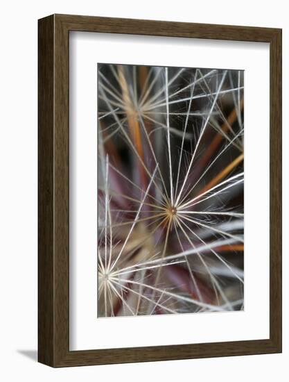 California. Dandelion Close-Up-Jaynes Gallery-Framed Photographic Print