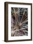 California. Dandelion Close-Up-Jaynes Gallery-Framed Photographic Print