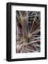 California. Dandelion Close-Up-Jaynes Gallery-Framed Photographic Print