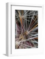 California. Dandelion Close-Up-Jaynes Gallery-Framed Photographic Print