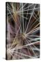 California. Dandelion Close-Up-Jaynes Gallery-Stretched Canvas