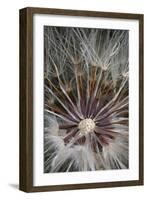 California. Dandelion Close-Up-Jaynes Gallery-Framed Photographic Print