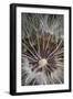 California. Dandelion Close-Up-Jaynes Gallery-Framed Photographic Print