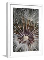 California. Dandelion Close-Up-Jaynes Gallery-Framed Photographic Print