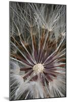 California. Dandelion Close-Up-Jaynes Gallery-Mounted Photographic Print