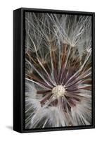 California. Dandelion Close-Up-Jaynes Gallery-Framed Stretched Canvas